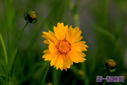 花語：黃矢車菊，生日花語權力