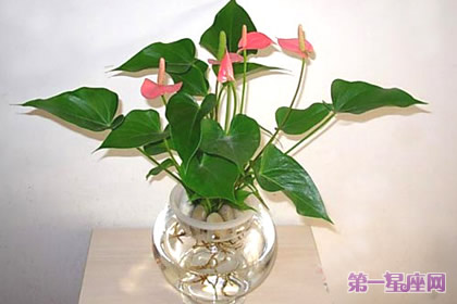 粉掌花語：熱烈、豪放、歡樂