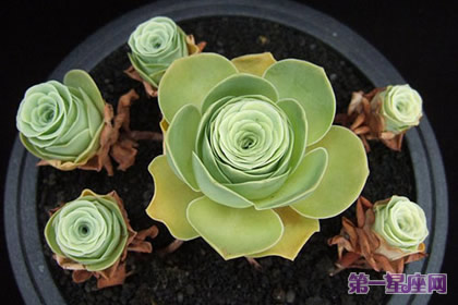 詳解：山地玫瑰花語及寓意