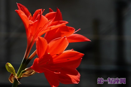 火花蘭花語(yǔ)是什么？