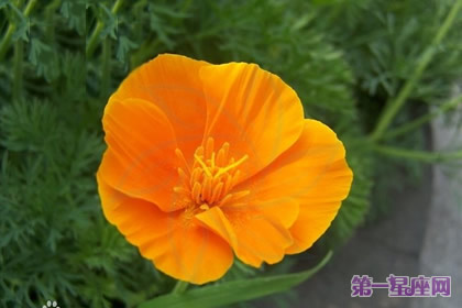 各種花的花語(yǔ)：花菱草的花語(yǔ)