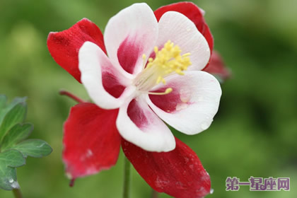 依米花的花語(yǔ)和象征代表意義