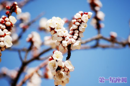 臘梅花花語：高尚的心靈