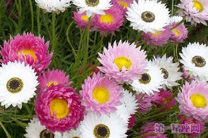 麥稈菊花語：永恒的記憶、刻畫在心