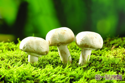 花語：蘑菇，生日花語左右為難