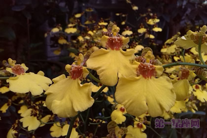 各種蘭花花語(yǔ)