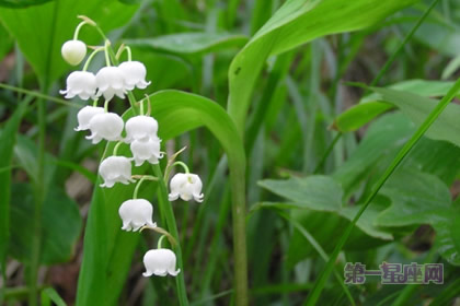 各種蘭花花語(yǔ)