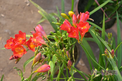 各種蘭花花語(yǔ)