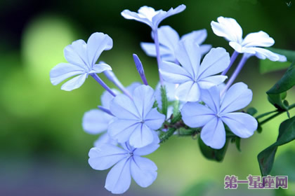 花語大全：玉丁香的花語
