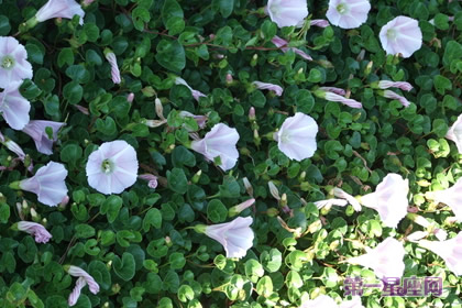 打碗花的花語是什么？