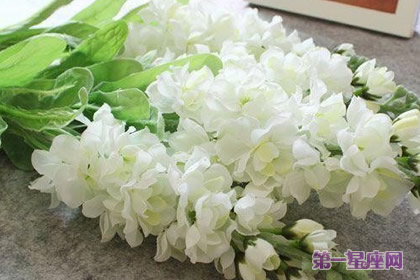 白色紫羅蘭花語