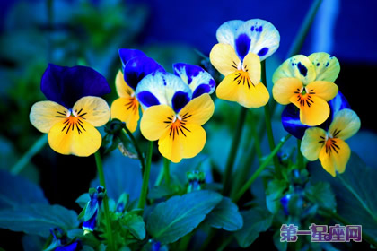 三色紫羅蘭的花語是什么？