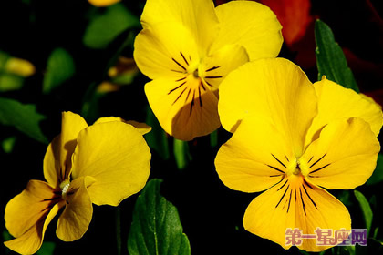 黃色紫羅蘭花花語
