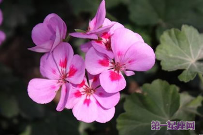 粉色紫羅蘭花語
