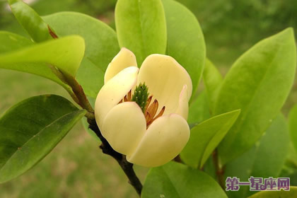 鵝掌楸的花語和象征代表意義
