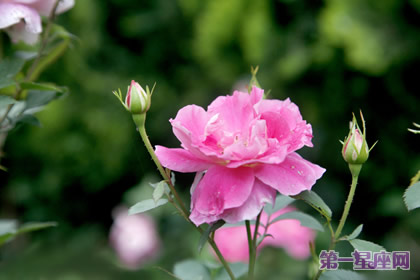 月季花的花語：等待有希望的希望，幸福