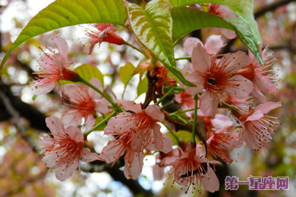 花語：冬櫻花，生日花語悸動
