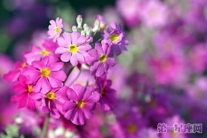 花語：西洋櫻草，生日花語孤寂
