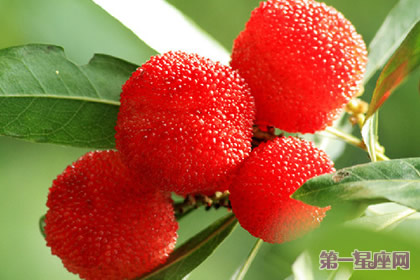 花語：草莓樹，生日花語孤寂