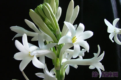 晚香玉的花語：危險(xiǎn)的快樂