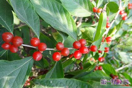 各種花的花語(yǔ)：紅豆花語(yǔ)