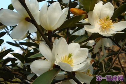含笑花的花語：含蓄和矜持