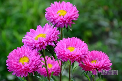 麥稈菊