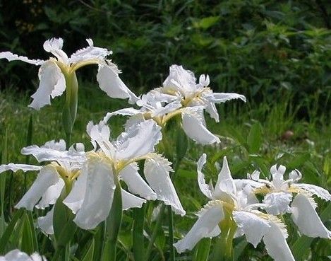 鳶尾與百合區別在哪？