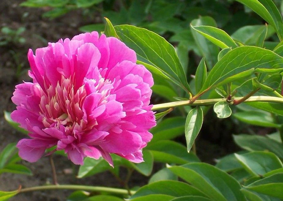 芍藥