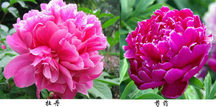 芍藥與牡丹
