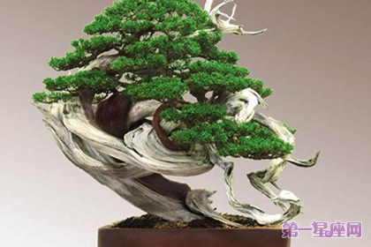 12月13日花語：側柏，生日花語根源