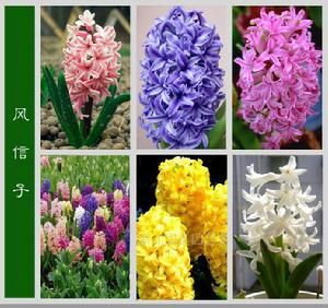 風(fēng)信子花語