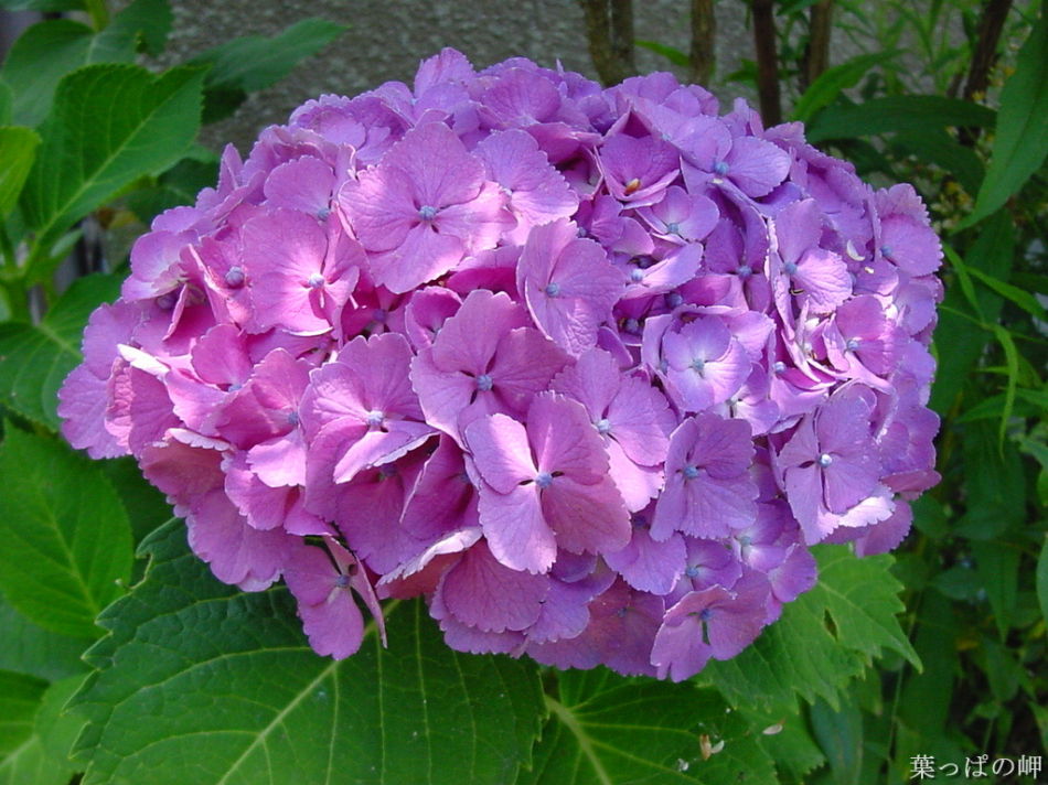 八仙花花語
