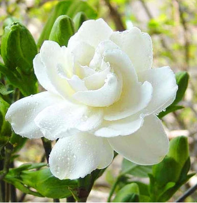 梔子花寓意