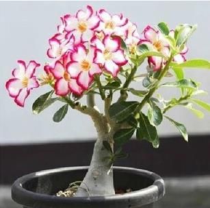 沙漠玫瑰的花語(yǔ)