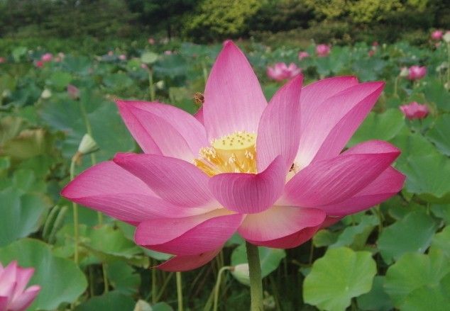 蓮花花語(yǔ)