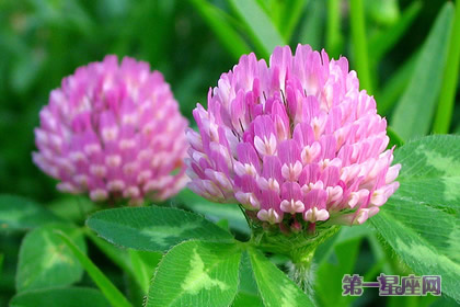 植物花語：紅三葉的花語