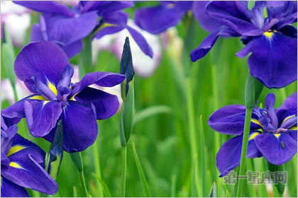 5月4日花語：紫蘿蘭，生日花語清涼