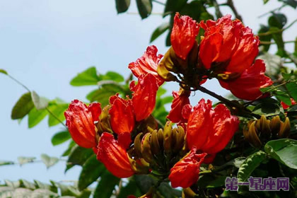 火燒花的花語