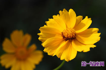 7月15日花語：金盞花，生日花語一絲不茍