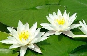 蓮花