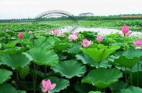 蓮花