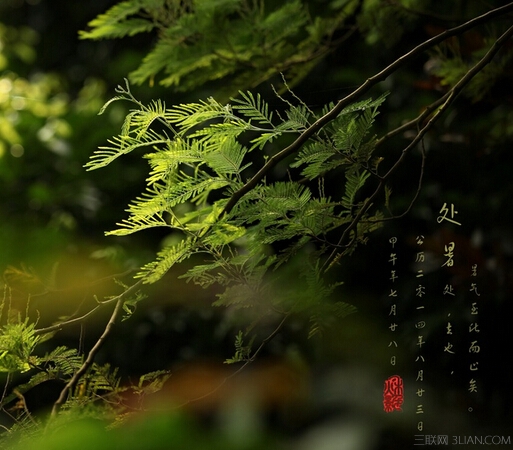 關于處暑的諺語      三聯