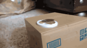 自從鏟屎的買了這玩意兒后老子就失寵了！