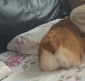 吐司精
