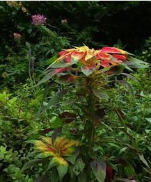 白花莧