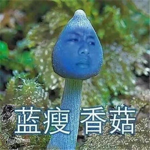 藍(lán)瘦與香菇