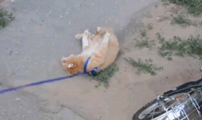 我已經死了，你看不出來么？