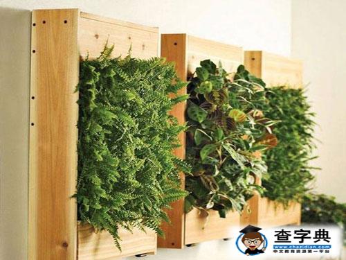 測試什么植物可以幫你的偏財開運2