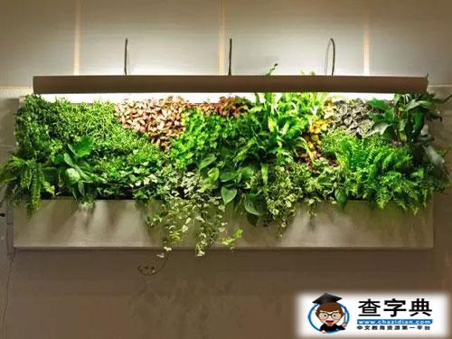 測試什么植物可以幫你的偏財開運1